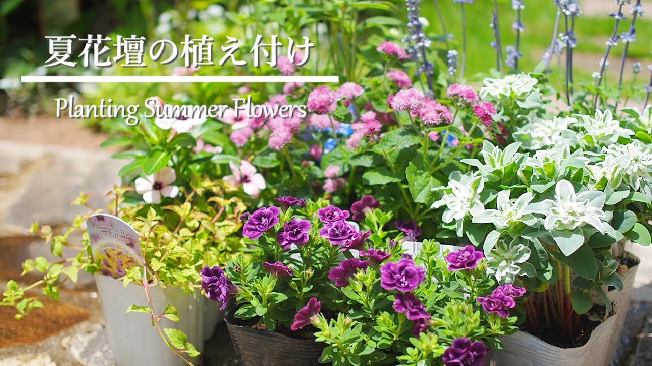 夏花壇の植え付け》購入苗7種と暑さに強い花が咲く庭《T's Gardenの