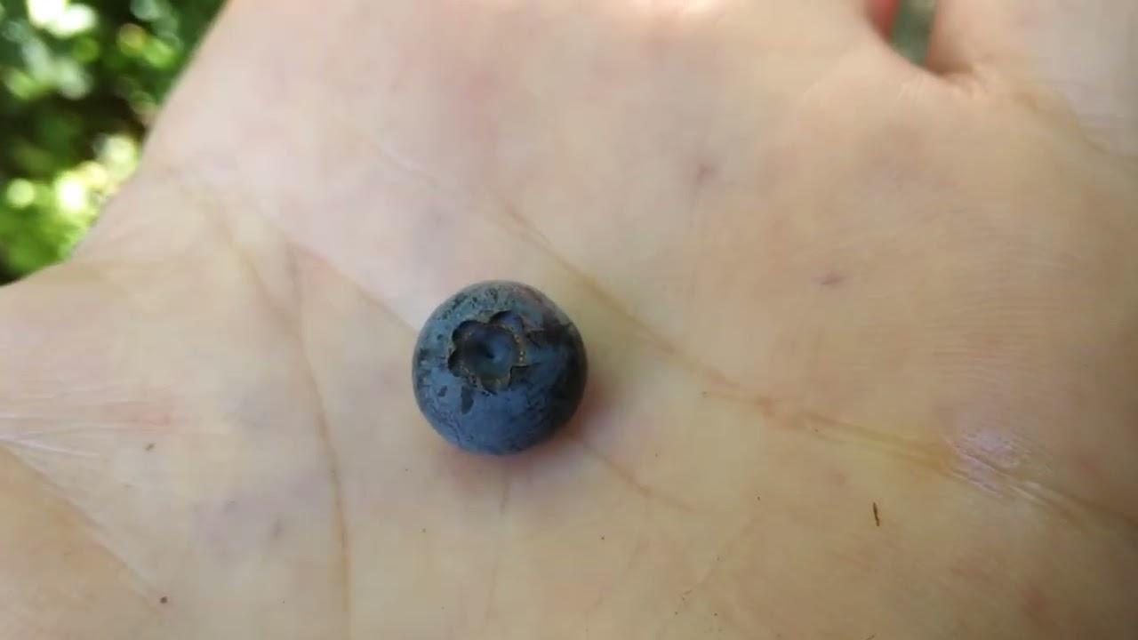 Wild Blueberries and Wild Huckleberries Compared