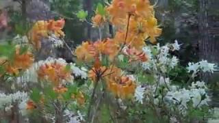 Rube M Mize Azalea Garden 1