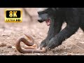 A Honey Badger and Mole snake fight to the death | animals channel