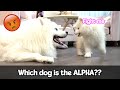Most INTENSE Fight Between Dog and Puppy, Who Wins?