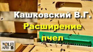 #Кашковский В.Г. Расширение пчел