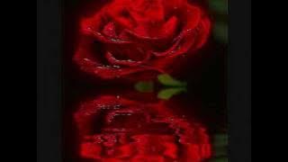 STEN & STANLEY *Rosor doftar alltid som mest ..... *