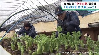 Harvesting of tara sprouts, a spring delicacy, is in full swing in