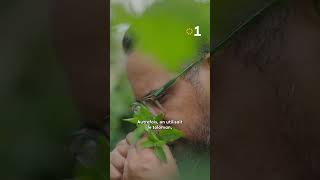 Les Mille Et Une Vertus Du Toloman