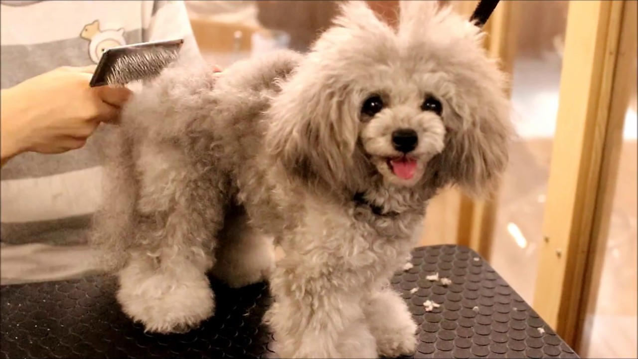 mocorin トリミング　プードル　ドッグダイヤモンド