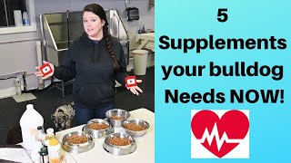 Food for an English bulldog  : MY Tips for feeding your dog  |  English Bulldog Supplements