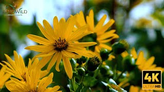 Yellow Silphie Magic Natures Hidden Flower Gem Zenowild