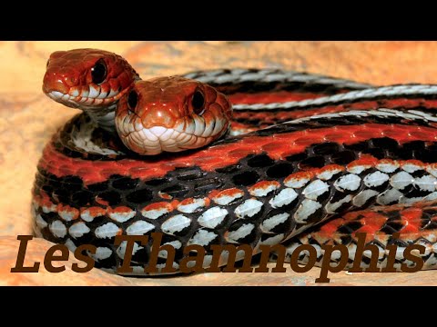 Vidéo: Les serpents storeria sont-ils venimeux ?