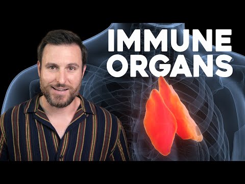 Video: Waar bevinden zich immuuncellen?