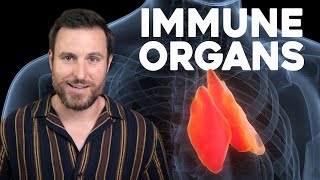 Where Is The Immune System? Corporis