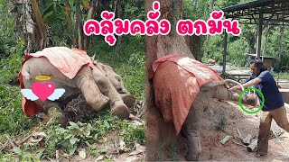 Junior is sulking with her father.- Thai elephant story.