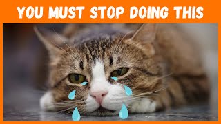 15 Things You Do That Hurt Your Cat - You Must Stop Doing