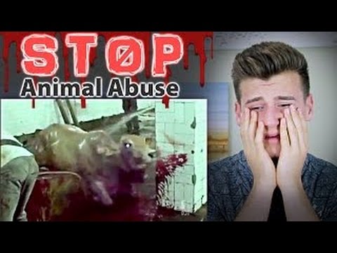 Reaction Time Reacts To ANIMAL CRUELTY/ABUSE Videos