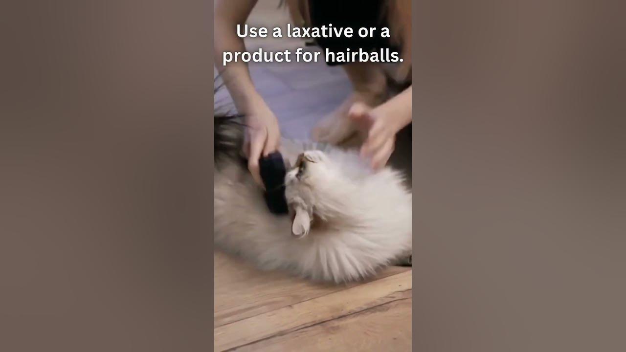 How do you prevent hairballs in cats. YouTube