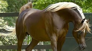 Arabian Horse videos compilation | #4 | 😉 2021. Try not to watch it till the end