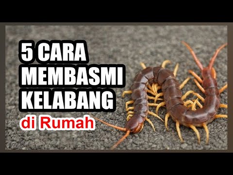 Video: Cara Menghilangkan Lipan Di Rumah Persendirian Atau Di Pangsapuri, Sebab-sebab Penampilan Lipan, Adakah Ia Berbahaya Bagi Manusia