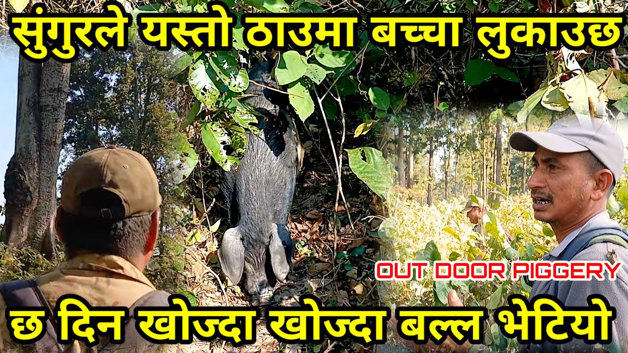 जङ्गलमा बच्चा जन्माएको सुङ्गुरलाइ पछ्याउँदै गएर बच्चा लुकाएको ठाउमा यसरी पुग्नु पर्छ piggery