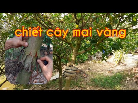Video Chiết cây mai vàng lớn bằng cách ghép rễ - youtube