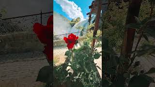 Tortum Şelalesinde Güller - Bana Sor