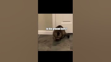 When you give your cat catnip