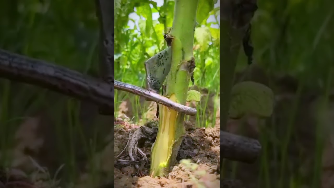 Smart Tips for Splitting Plant Stems