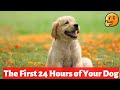 What to Expect in the First 24 Hours With Your New Dog? Shocking 😳
