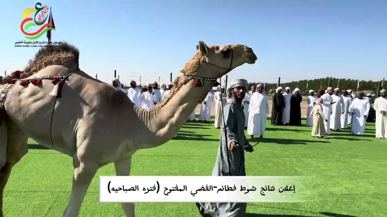 حلقة مزاين الفطايم اليوم الاول لمهرجان حمراء الدروع 2023