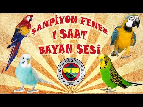 Şampiyon Fenerbahçe ses kaydı muhabbet kuşu ve papağan konuşturma şampiyon fener kadın sesi