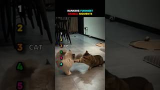 RANKING FUNNY ANIMAL MOMENT #ranking #funny #animals