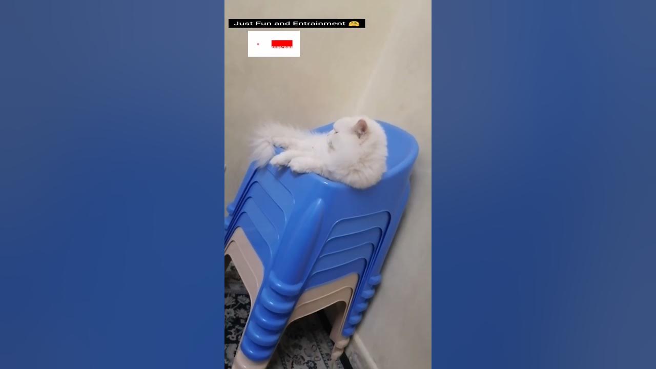 My Cute Kuku Always Ignore Me When He Is In Sleeping Mood Just Fun my-cute-kuku-always-ignore-me-when-he-is-in-sleeping-mood-just-fun