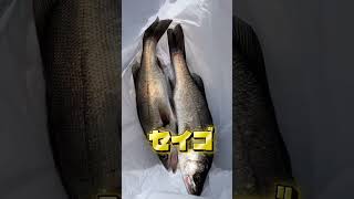 4 27(月)貝塚人工島朝リアルタイム情報　フィッシングマックス二色の浜店