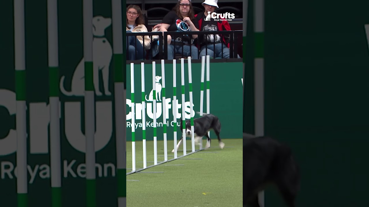 Anthony + Hustle put the work in 🫡|  Crufts 2026