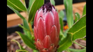 Protea Neriifolia Pink Protea Neriifolia Pink