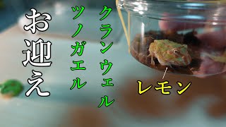 【ツノガエル】レモンお迎え【両生類】