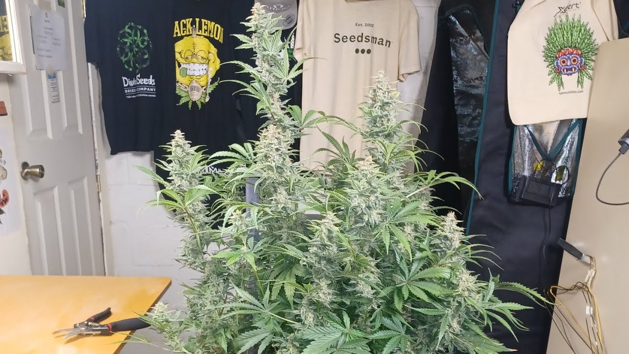 Автоцветущий сорт Animal Mintz от Zamnesia seeds с добавлением Atami Bloombastic