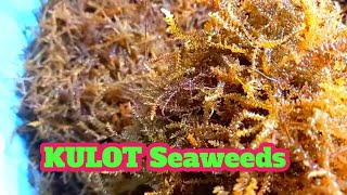 Juda oriq fohishalar porno Rossiyalik talabalarning jinsiy partiyalari