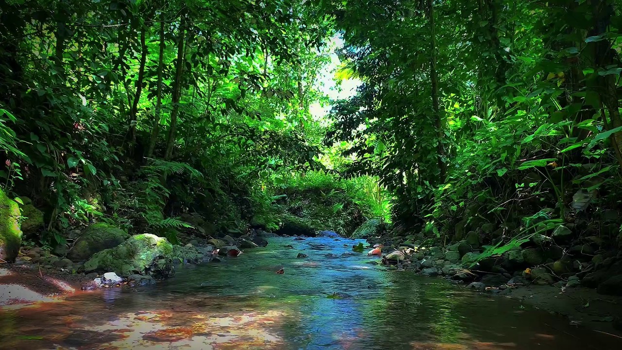 Relaxing Tropical Forest Nature Sounds – Pure River & Birdsong Ambience