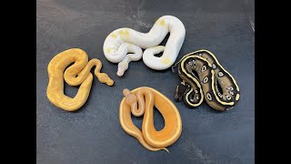 My top 10 holdback Ball Python Males from 2020, plus a bonus male and the female I forgot last week! Profile