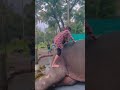 #elephantride 🇱🇰🇱🇰🐘🐘