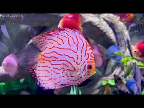 Explore the Amazing Aquarium 🐠 Tropical Fish, Vibrant Coral Reef & Peaceful Marine Life | Ultra HD