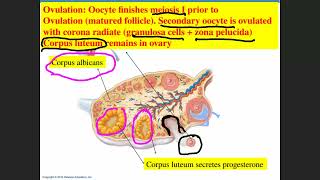 BIOL 2402 Chapter 25 Part B Female Reproductive System A