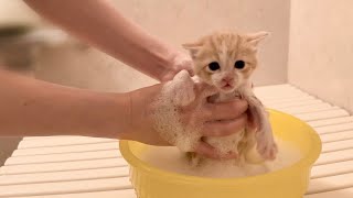 ハプニング発生！急遽初めてのシャンプーをされ驚きを隠せない子猫　生後26日【ミドくん日記 #18】First shampoo after birth.