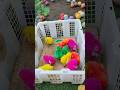 Tangkap Ayam Lucu, ayam warna warni, ayam rainbow, kelinci lucu, bebek lucu, ikan koi, Hewan Lucu
