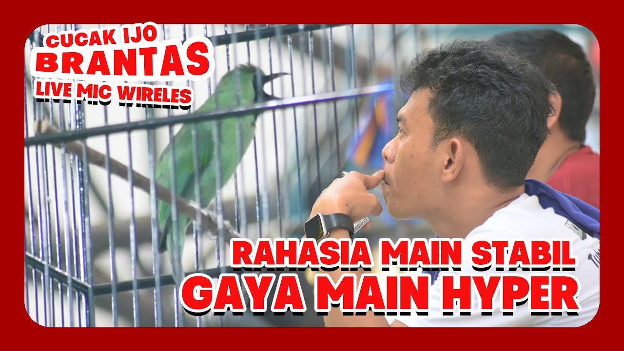 [CI BRANTAS] Rahasia Stabil Cucak Ijo Main Hyper Cucak Ijo Brantas Dodi Kembang Wesi By HoBi ID