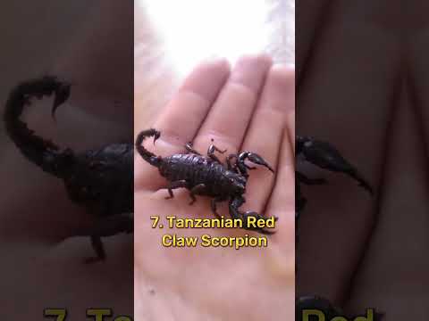 Top 10 Most Dangerous Scorpions In The World Top10 Viral Short