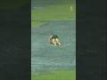 tim david enjoy in Bangalore first rain #cricketshorts #cricket #timdavid