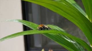 This bee spent hours on my plant, bathed itself, and then 