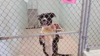 Dog Adoption Room Walk thru 3/13/17