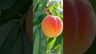 Beauty of Nature 🍑✨️ #garden #plants #naturesounds
